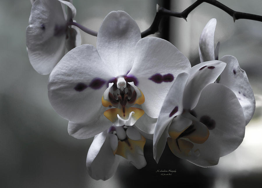 Orchid Photograph - Monochrome Orchid Cluster by Jeanette C Landstrom