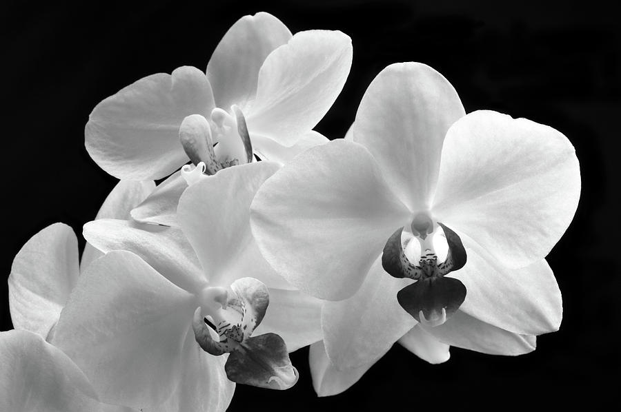 Monochrome Orchid Photograph by Terence Davis