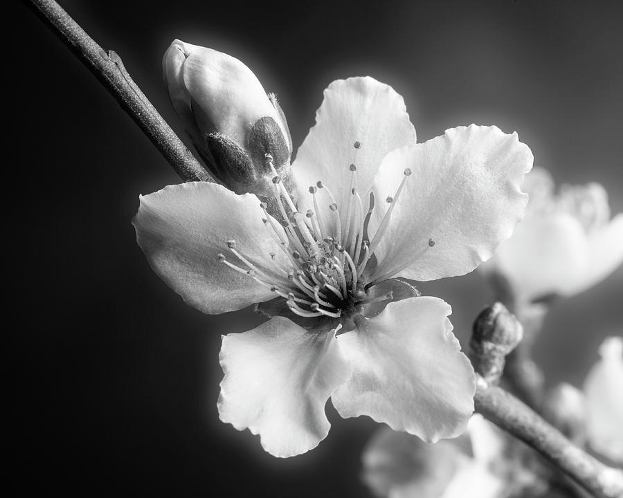 Monochrome Peach Blooms 5535.01 Photograph by M K Miller