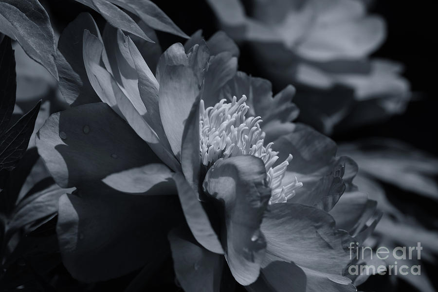 Black And White Photograph - Monochrome Peony by Rachel Cohen