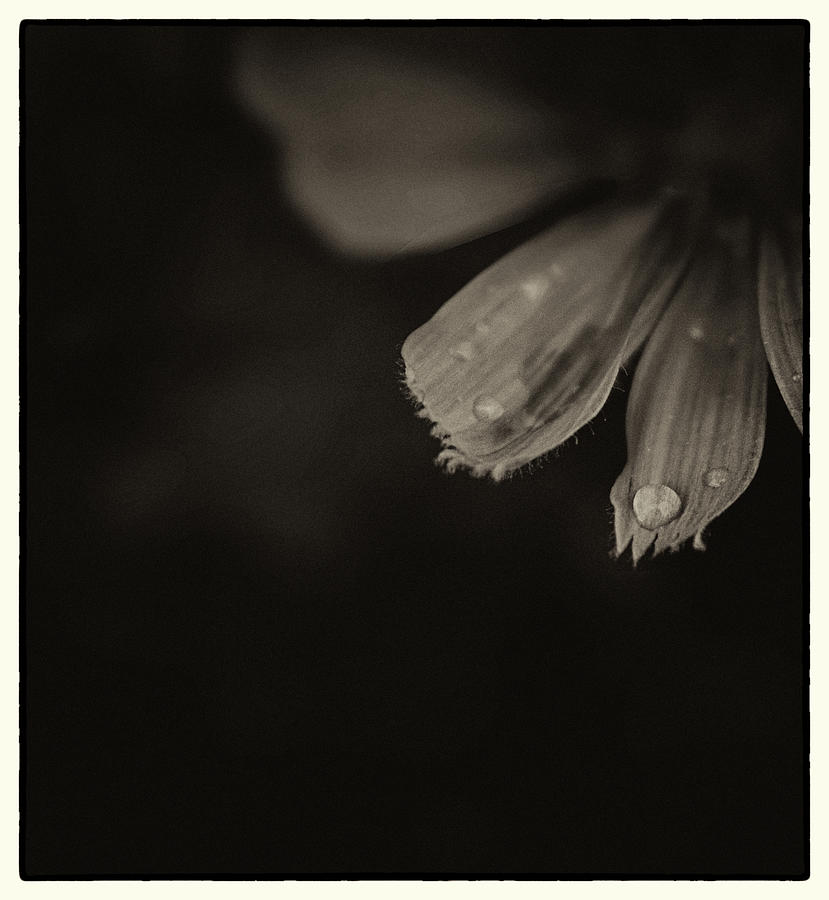 Black And White Photograph - Monochrome Petals by Kimber Lee