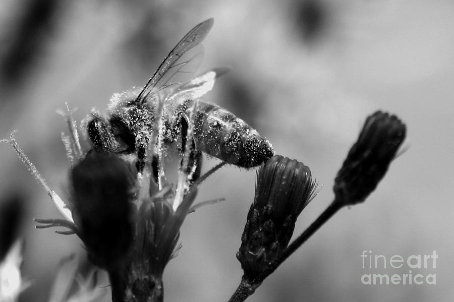 Monochrome Pollen Bee Photograph by Robert Wilder Jr