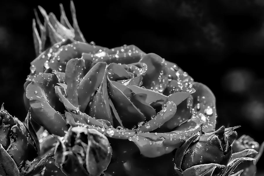 Monochrome rose after rain Photograph by Leif Sohlman
