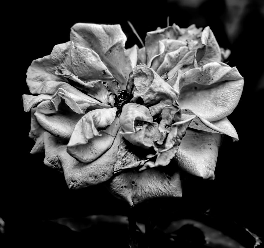 Monochrome Rose August  Photograph by Leif Sohlman