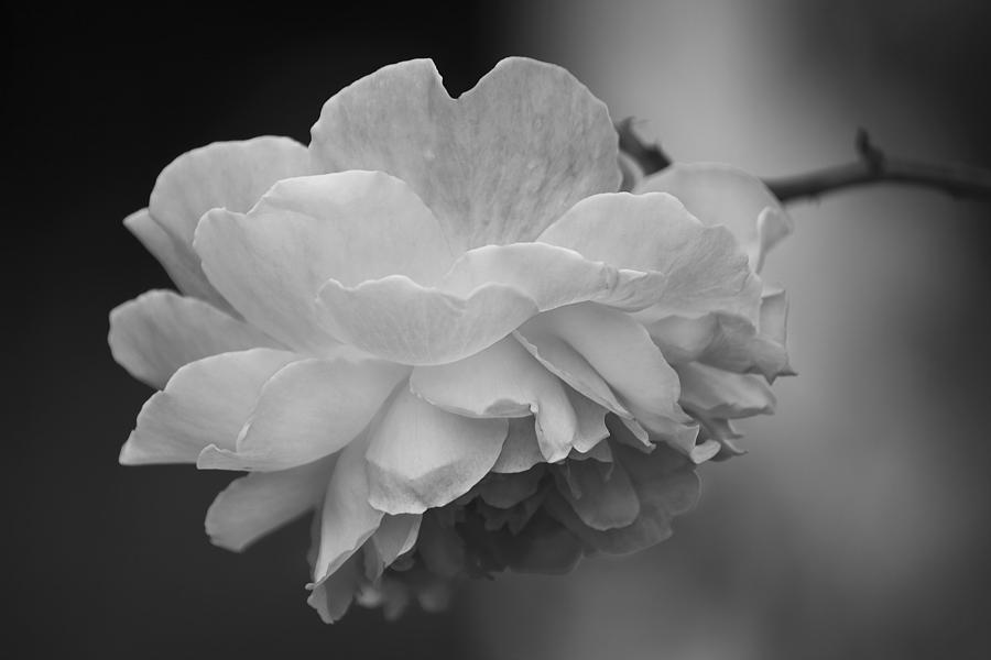 Monochrome Rose Photograph by Cheryl Day