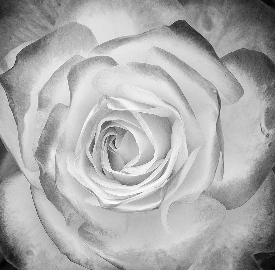 Monochrome Rose Photograph by John Roach