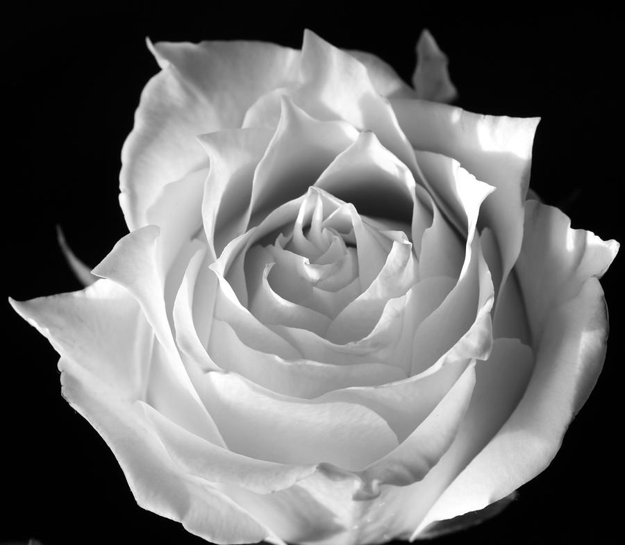 Monochrome Rose Photograph
