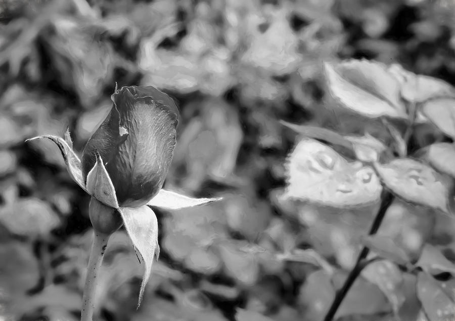 Monochrome Rose November Photograph by Leif Sohlman