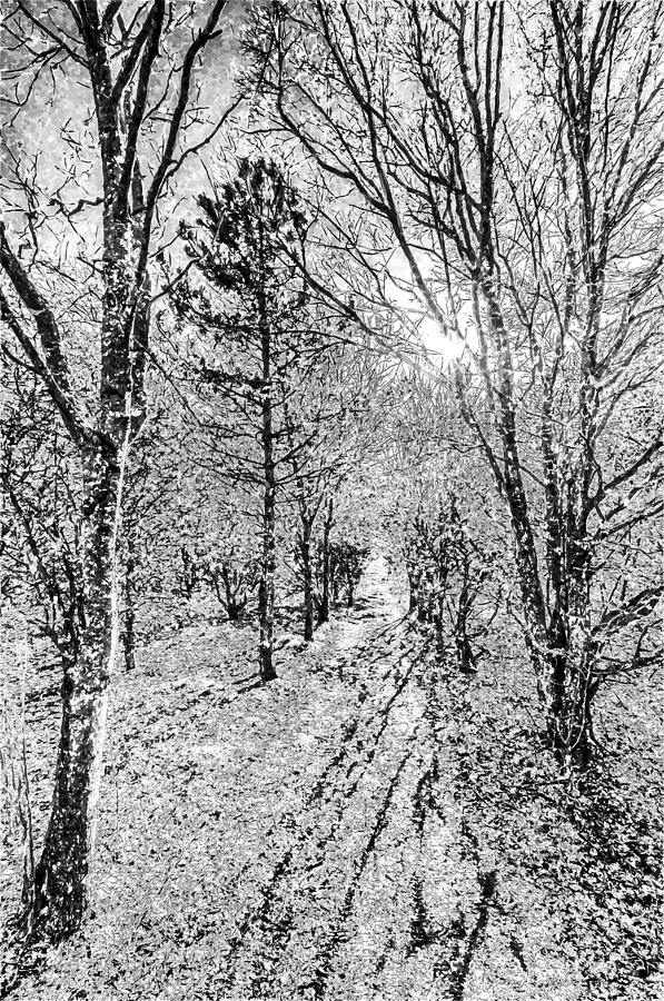 Monochrome Snow Forest Art Photograph by David Pyatt