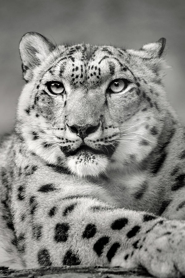 Monochrome Snow Leopard Stare Photograph by Don Johnson
