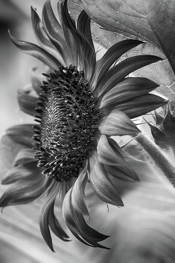 Monochrome Sunflower Photograph by Cate Franklyn