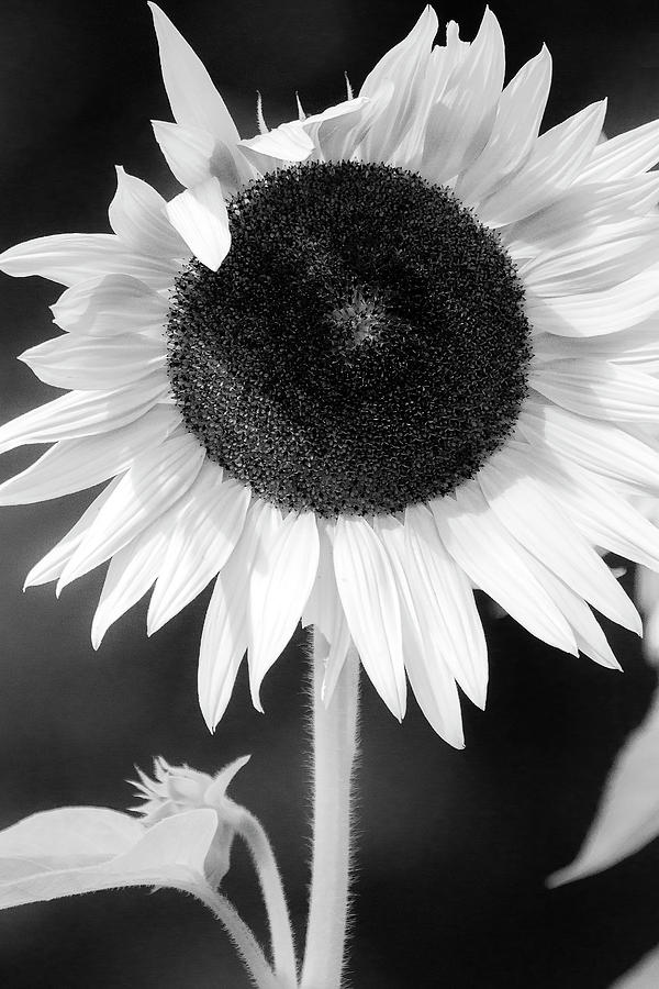 Monochrome Sunflower Photograph by Sharon Mayhak | Fine Art America