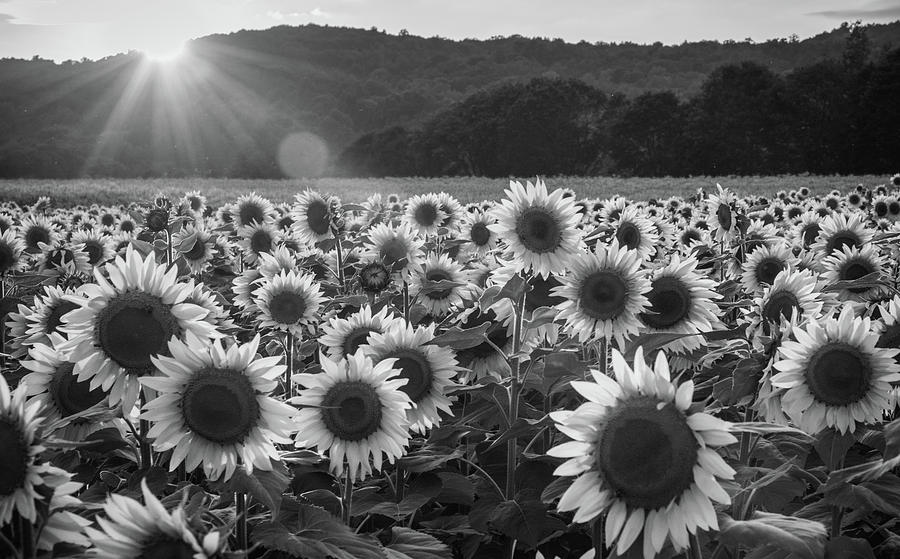 Monochrome Sunflowers Photograph by Kristopher Schoenleber