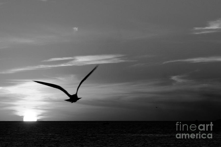 Monochrome Sunset Seagull Photograph by Robert Wilder Jr