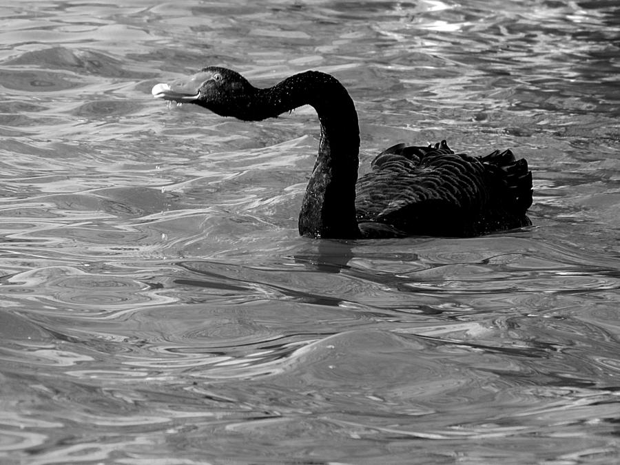 Monochrome Swimming Black Swan  000   Photograph by Christopher Mercer