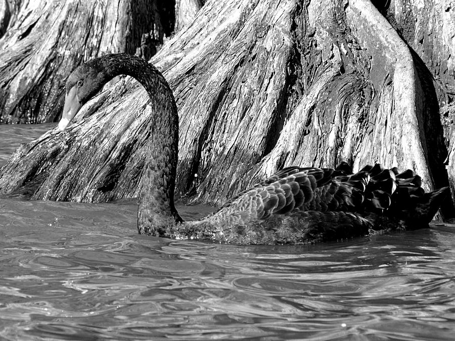 Monochrome Swimming Black Swan Photograph by Christopher Mercer