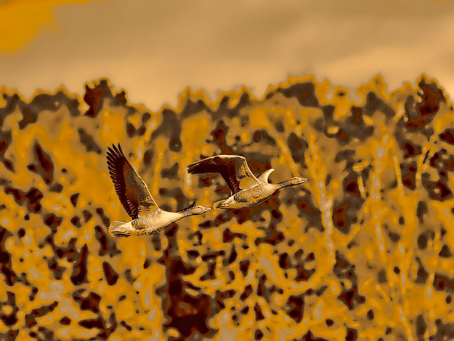 Monochrome Toned Geese Flight 2 Photograph