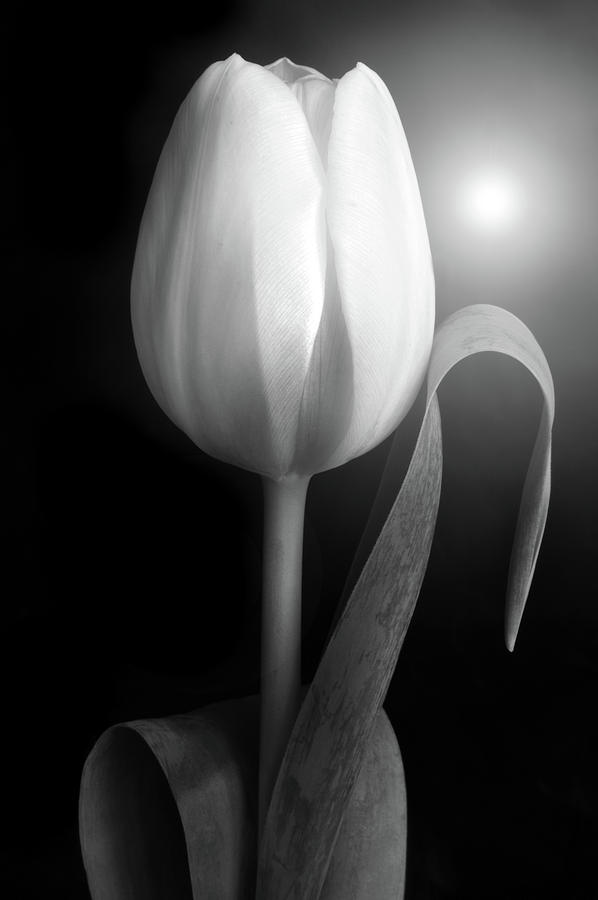 Monochrome Tulip portrait Photograph by Terence Davis