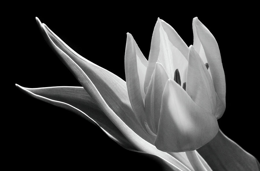 Monochrome Tulip Photograph by Terence Davis