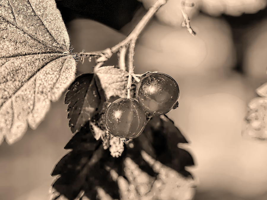 Monochrome Two wild goosberries Photograph by Leif Sohlman