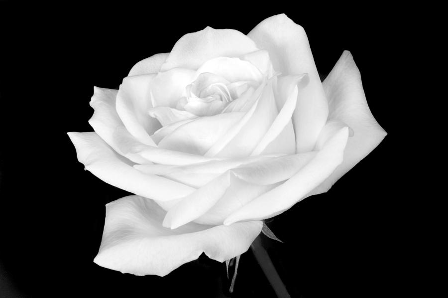 Monochrome White Rose Photograph by Terence Davis