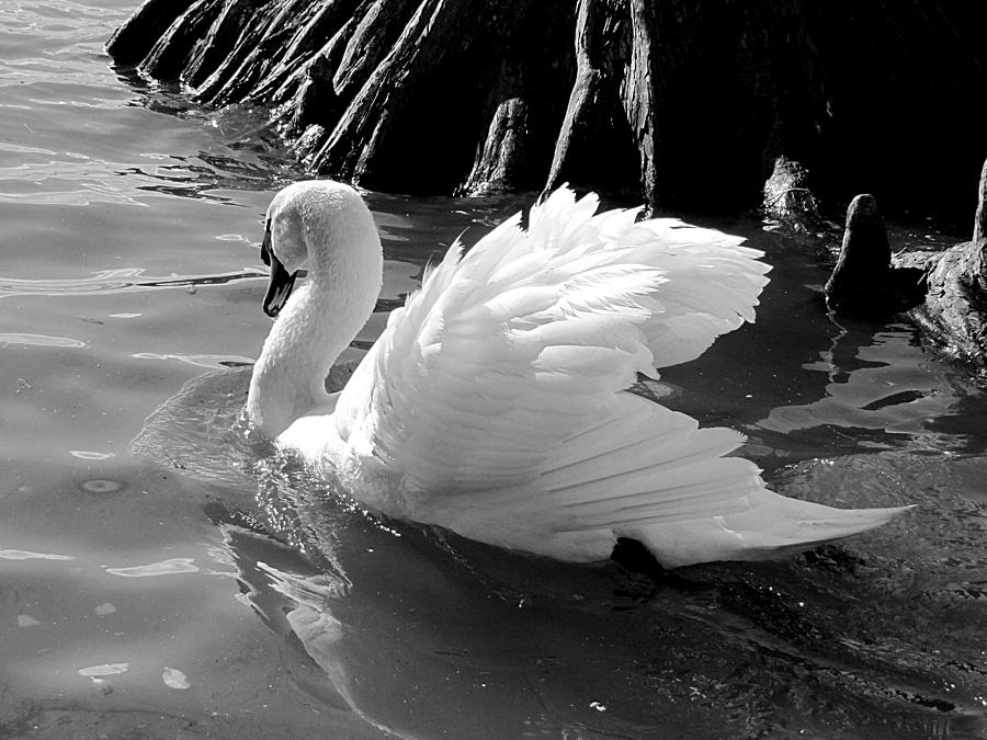Monochrome White Swan 000  Photograph by Christopher Mercer