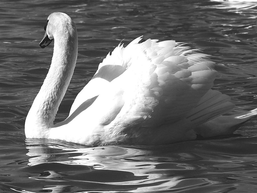 Monochrome White Swan  Photograph by Christopher Mercer