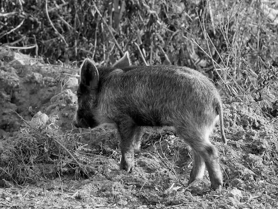 Monochrome Wild Boar Piglet   Photograph by Christopher Mercer