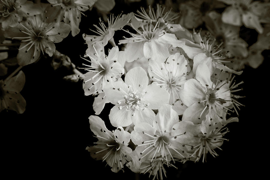 Monochrome Wild Plum Blooms 5536.01 Photograph by M K Miller