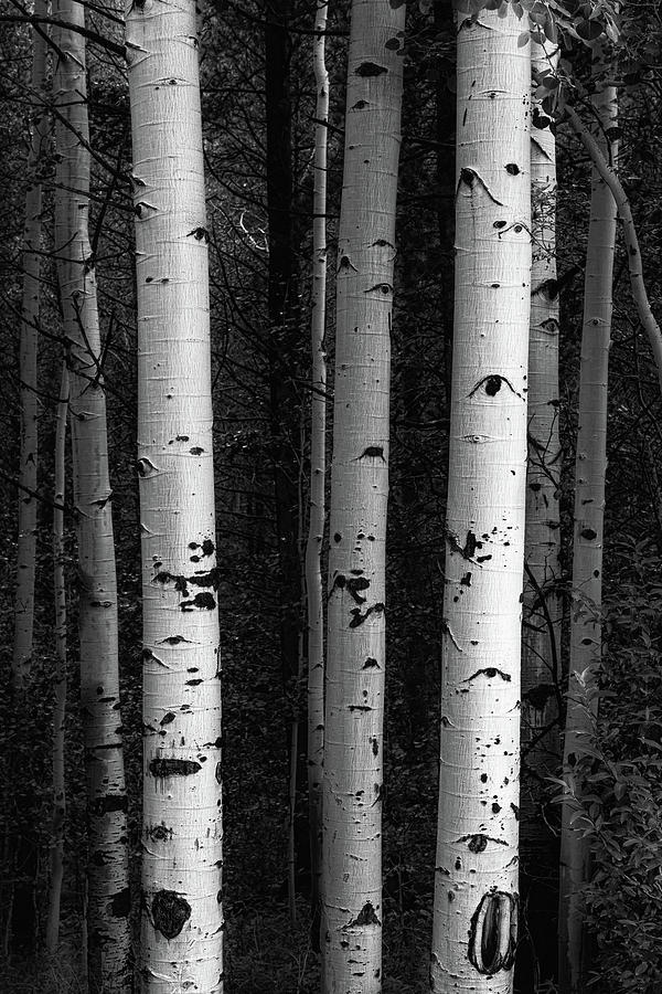 Monochrome Wilderness Wonders Photograph by James BO Insogna