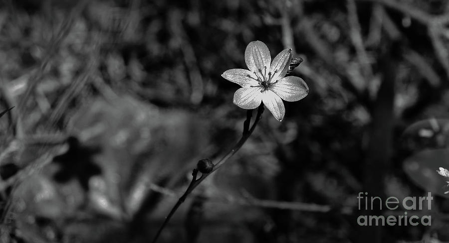 Monochrome Wildflower Photograph