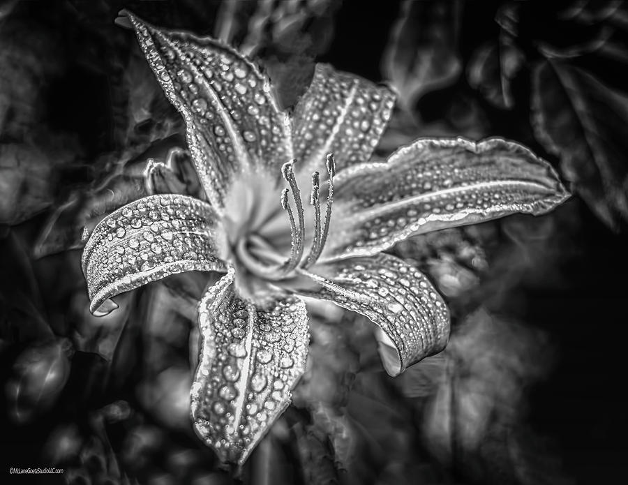 Nature Photograph - Monochrome Wood Lily by LeeAnn McLaneGoetz McLaneGoetzStudioLLCcom