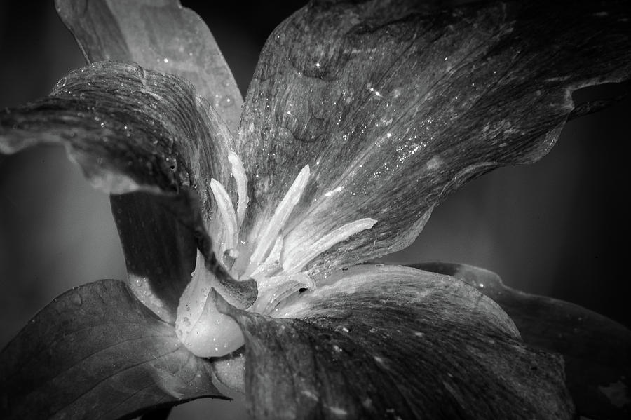 Monoflower Photograph by David Heilman