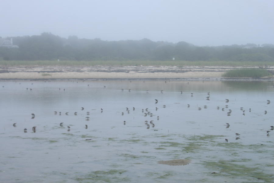 Monomoy National WIldlife Refuge Shorebirds in Fog Photograph by John Burk