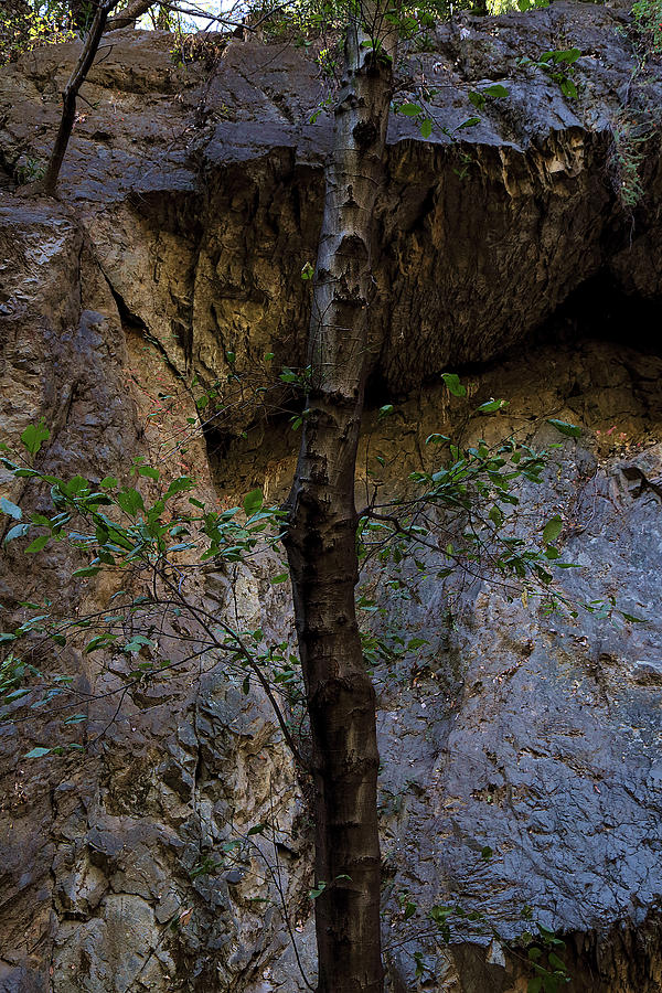 Waterfall Photograph - Monrovia Canyon Park by Viktor Savchenko