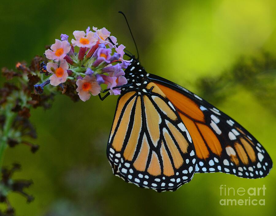 Monarch on the Butterfly Bush Photograph by Steve Brown