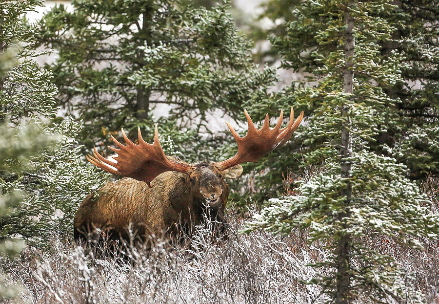 Monster Bull Moose Photograph by Sam Amato