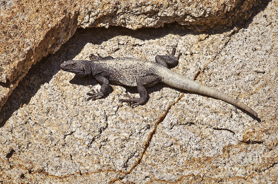 Monster Chuckwalla Photograph by Greg Clure - Fine Art America