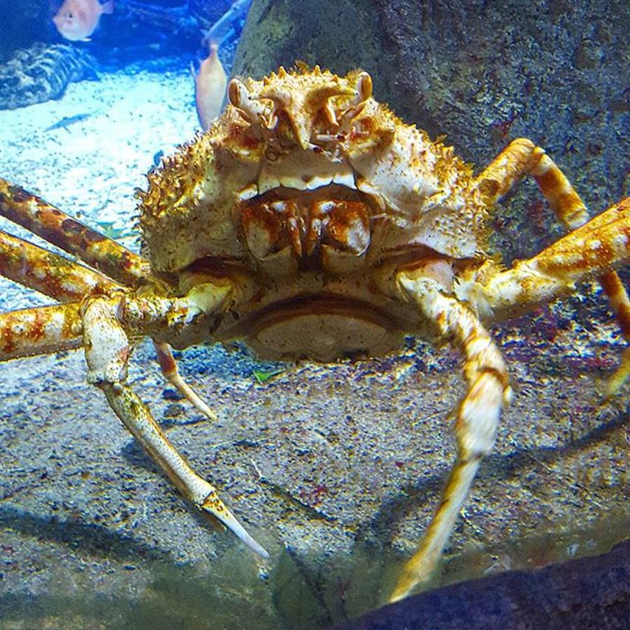 Dh Photograph - Monster Japanese Crab A Metre Across! by Dante Harker