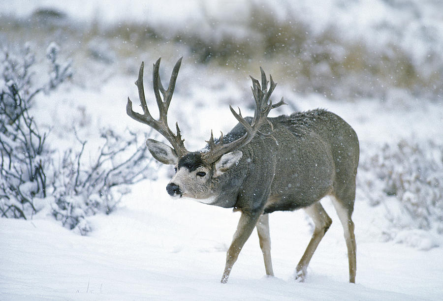 Monster Muley in Snow Photograph by D Robert Franz