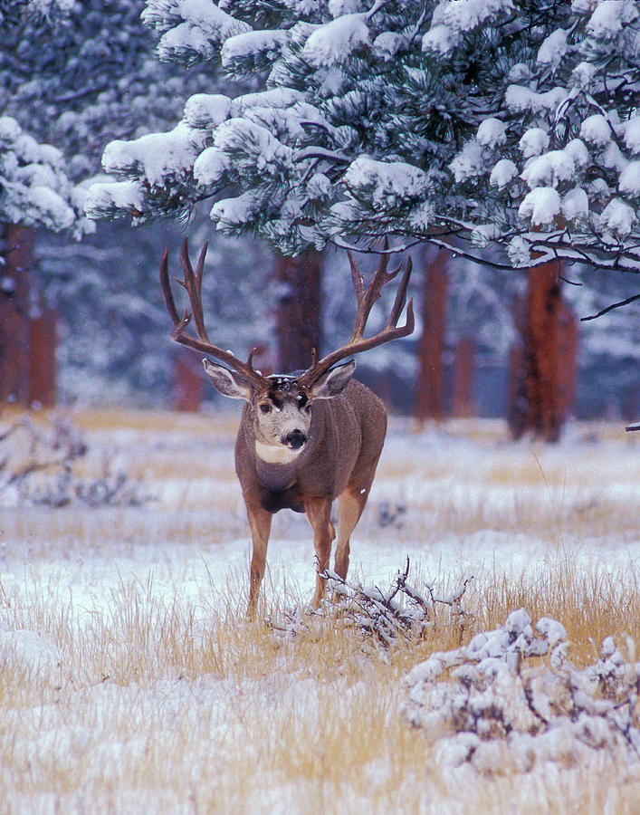 Monster Muley in the Rockies Photograph by Mark Miller