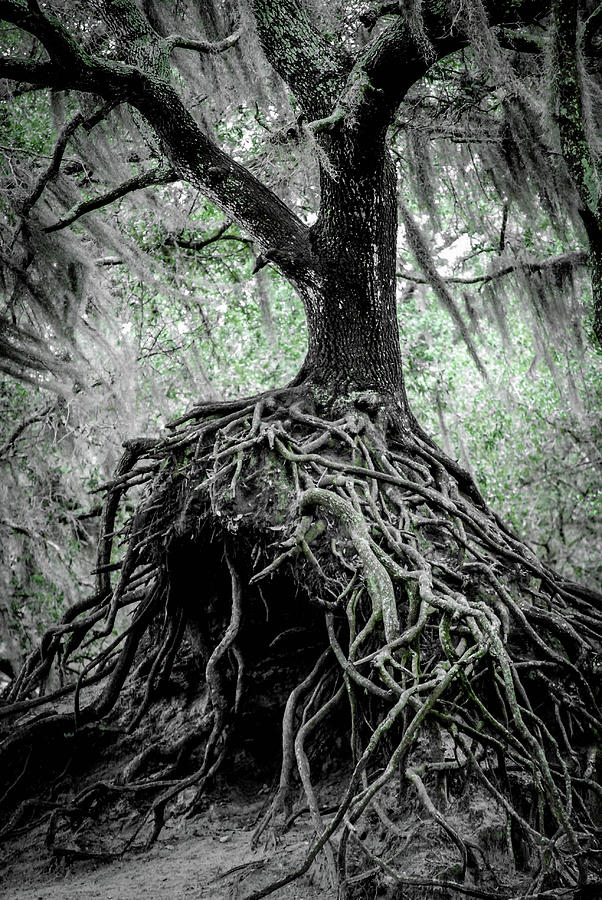 Tree Photograph - Monster Tree by Dan Jordan