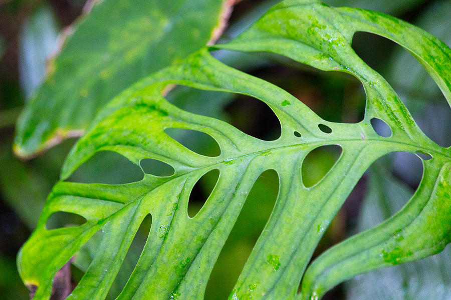 Monstera Adansonii Leaf Photograph by SR Green