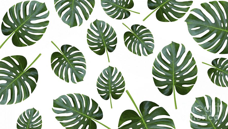 Monstera deliciosa - Folia Design