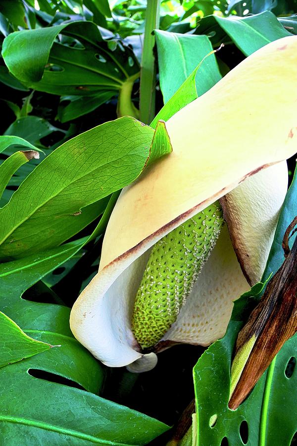 Monstera Deliciosa Fruit and Spathe Photograph by Kirsten Giving