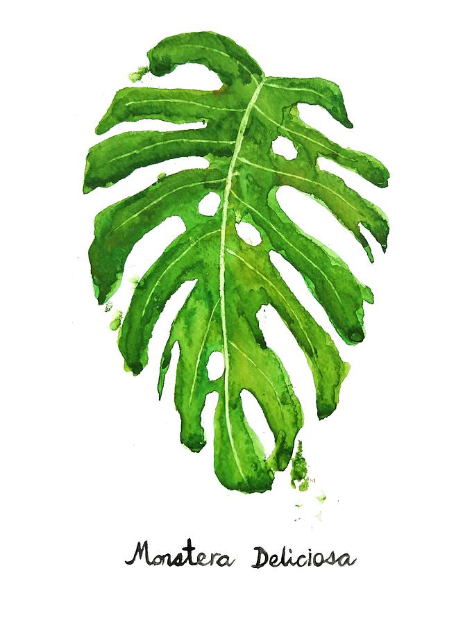 Watercolor Painting - Monstera Deliciosa Painting by Color Color