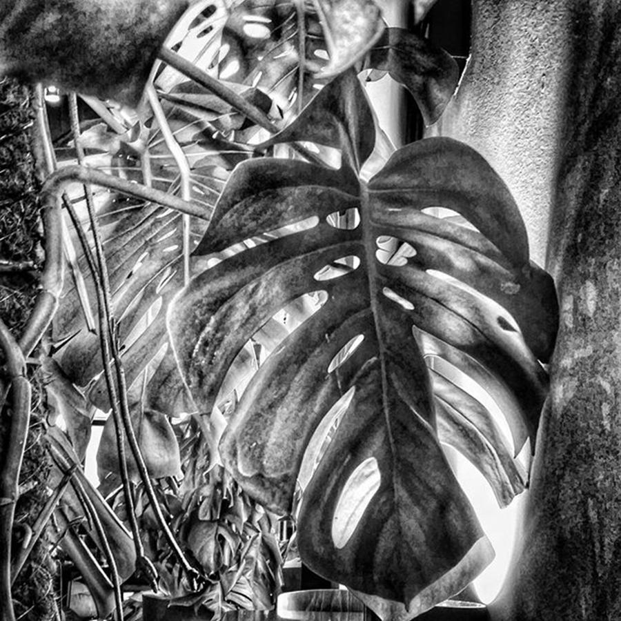Leaves Photograph - Monstera Deliciosa
#plant by Rafa Rivas