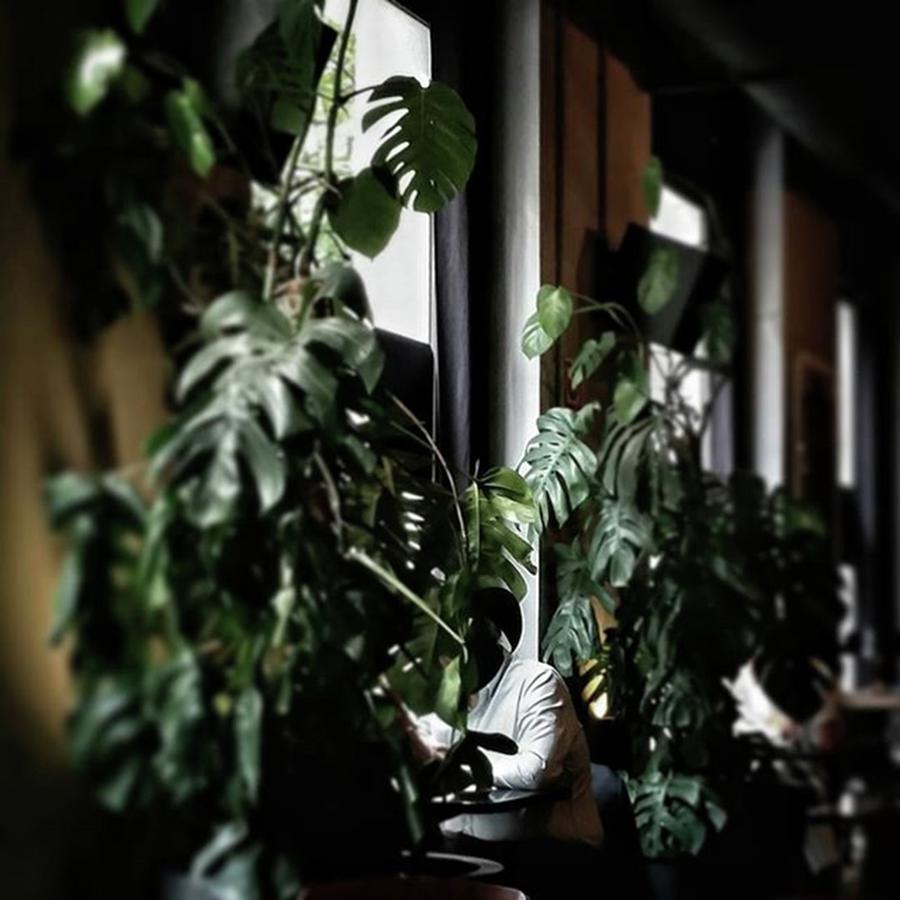 Bar Photograph - Monstera Deliciosa
#plants by Rafa Rivas