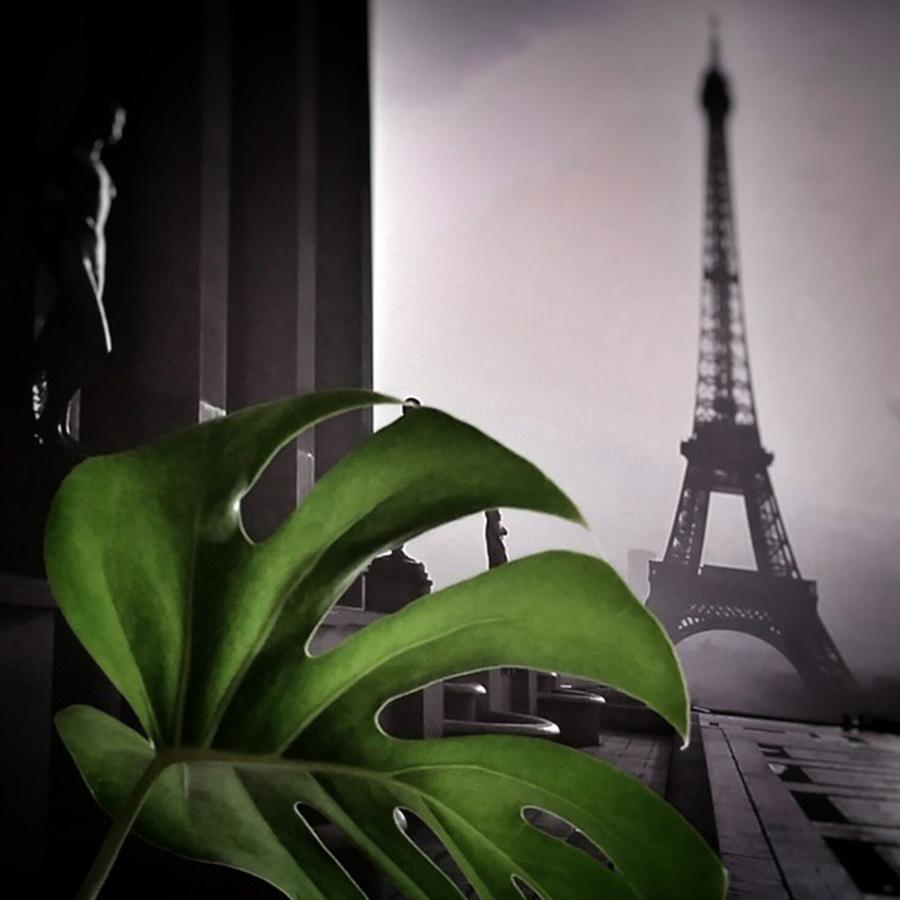 Paris Photograph - Monstera Délicieuse
#paris #plant by Rafa Rivas