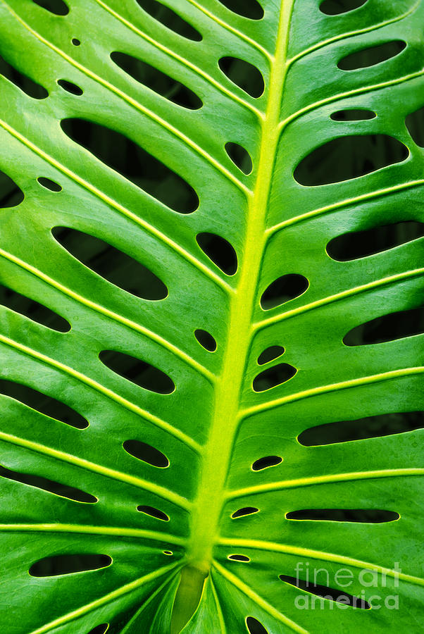 Monstera leaf Photograph by Carlos Caetano